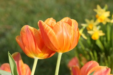 tulpen orange