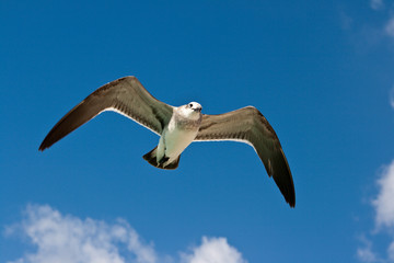 Seagull flying