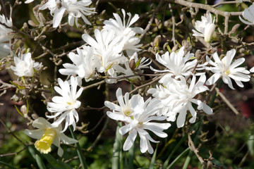 Fototapeta premium Magnolia Stellata with lone daffodil