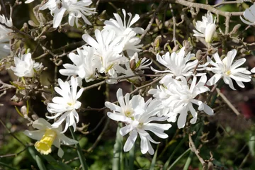 Cercles muraux Narcisse Magnolia Stellata with lone daffodil