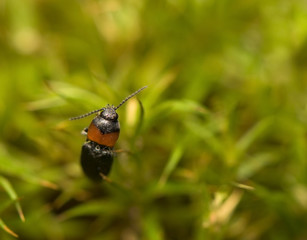 Cardiophorus ruficollis
