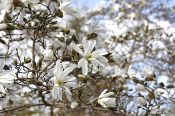 Magnolie
