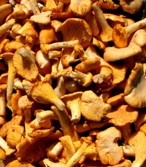 chanterelles