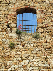 wildflowers on antique stonewall