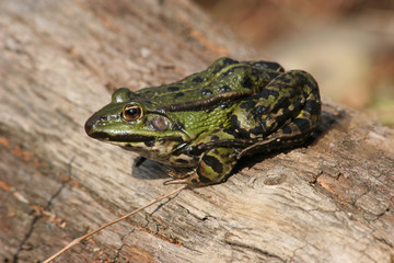 Teichfrosch (Pelophylax 