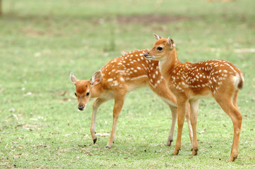 sika deer fawn