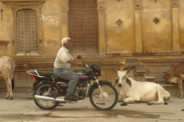 Vache sacrée dans la rue - Inde