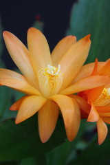 orange cactus flower,