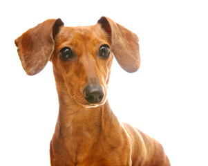 dachshund