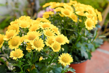 Beautiful Yellow Flowers in Garden