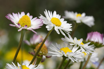 margherite nel prato