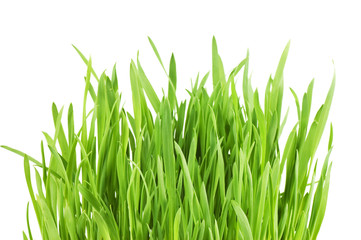 Fototapeta na wymiar Świeże zielona trawa na białym tle