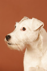 Parson Jack Russel  Terrier Portrait