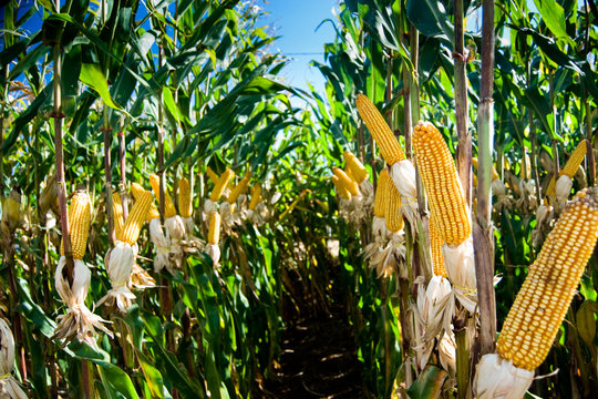 Maize Crop