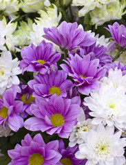Obraz premium Violet chrysanthemums