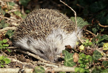 Igel