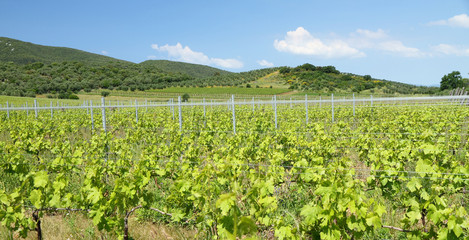 Fototapeta na wymiar scenery with vineyards in spring, Tuscany