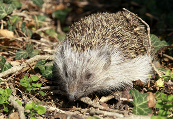Igel