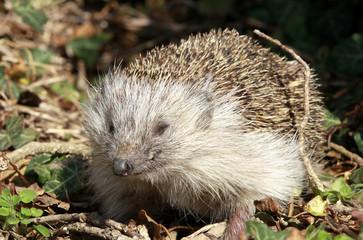 Igel