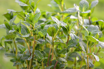 menthe verte