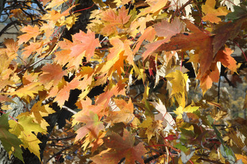 Autumn Colors (Maple Leaves)