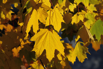 Maple Leaves (Autumn)