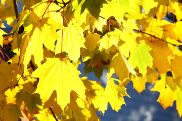 Maple Leaves (Autumn)