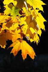 Maple Leaves (Autumn)