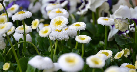 fleurs...bellis