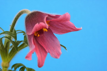 pink pasque flower Pulsatilla