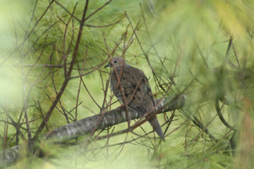 Mourning Dove