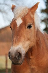 Pferd (Portrait)