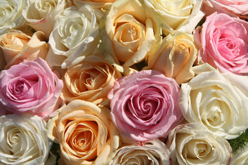 pastel roses