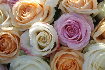 Sunlit pastel roses