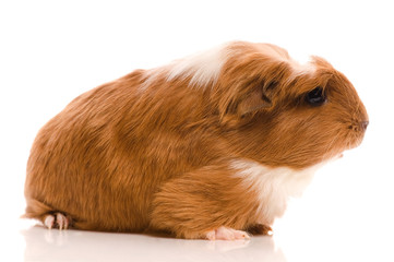 baby guinea pig