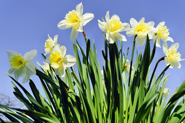 weisse Narzissen