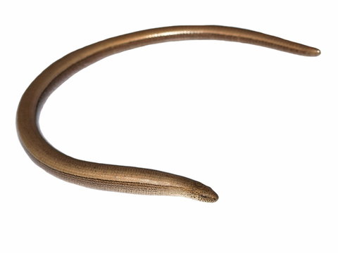 Slowworm, Anguis fragilis isolated on  white background