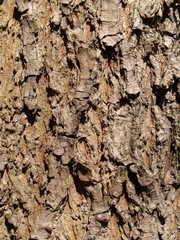 close up of pine tree bark