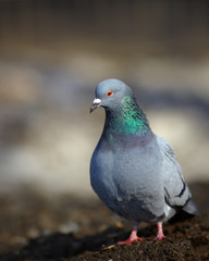 Stock photo of pigeon on blurred background