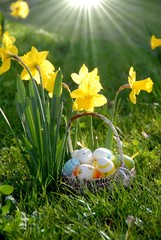 Easter Eggs in Sunshine