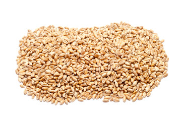 wheat grain