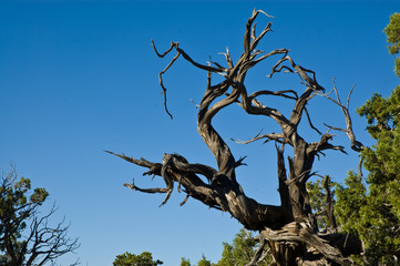 Dead old tree reaching for the blue sky