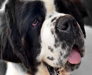 Saint Bernard