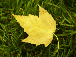 Leaf on grass