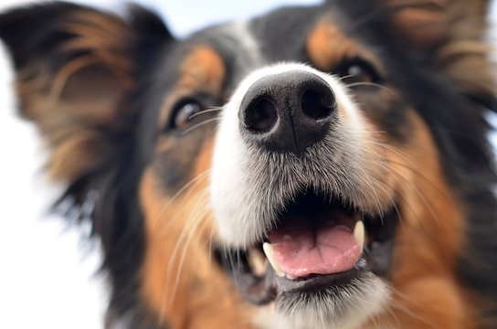 border collie