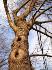 Feuerwanzen am Baumstamm