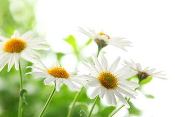 Obraz na płótnie Canvas Closeup of white daisy flowers
