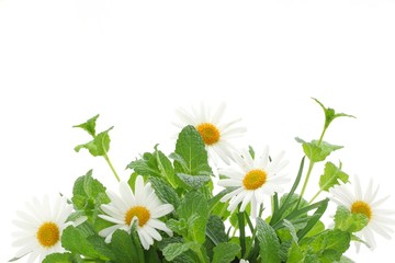 Fresh mint leaves with daisy