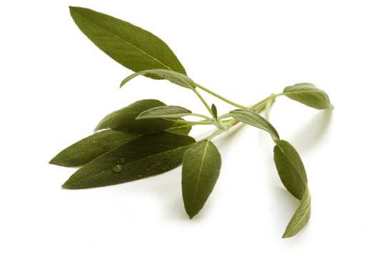 Sabio - Salvia officinalis
