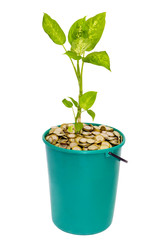 young plant in a bucket of coins